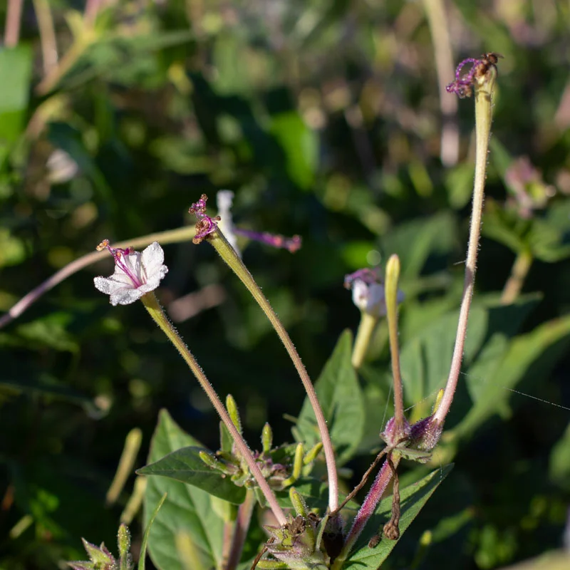 Belles de nuit - Belle de Nuit à Longues Fleurs