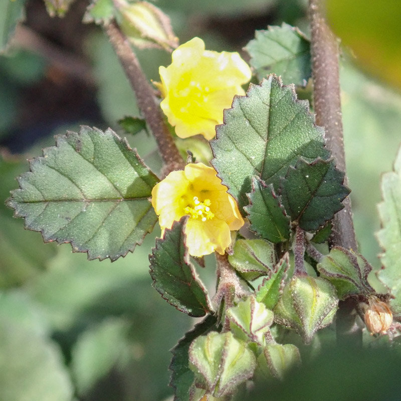 Sida - Sida cordifolia