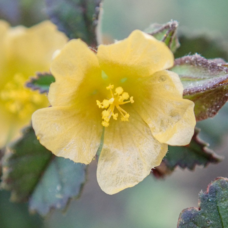 Sida - Sida cordifolia