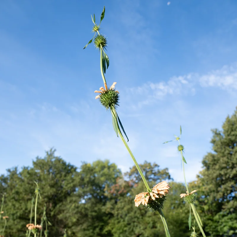 Leonotis - Leonotis nepetifolia sp. nepetifolia