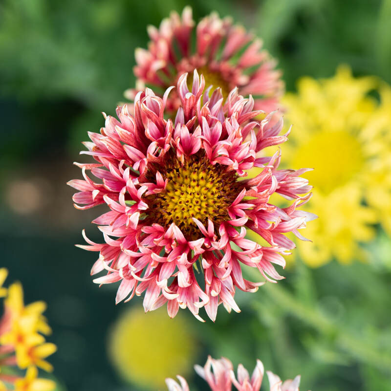 Gaillardes - Sundance