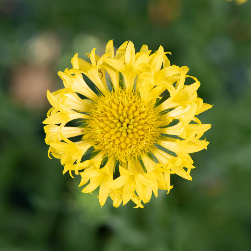 Gaillardes - Sundance