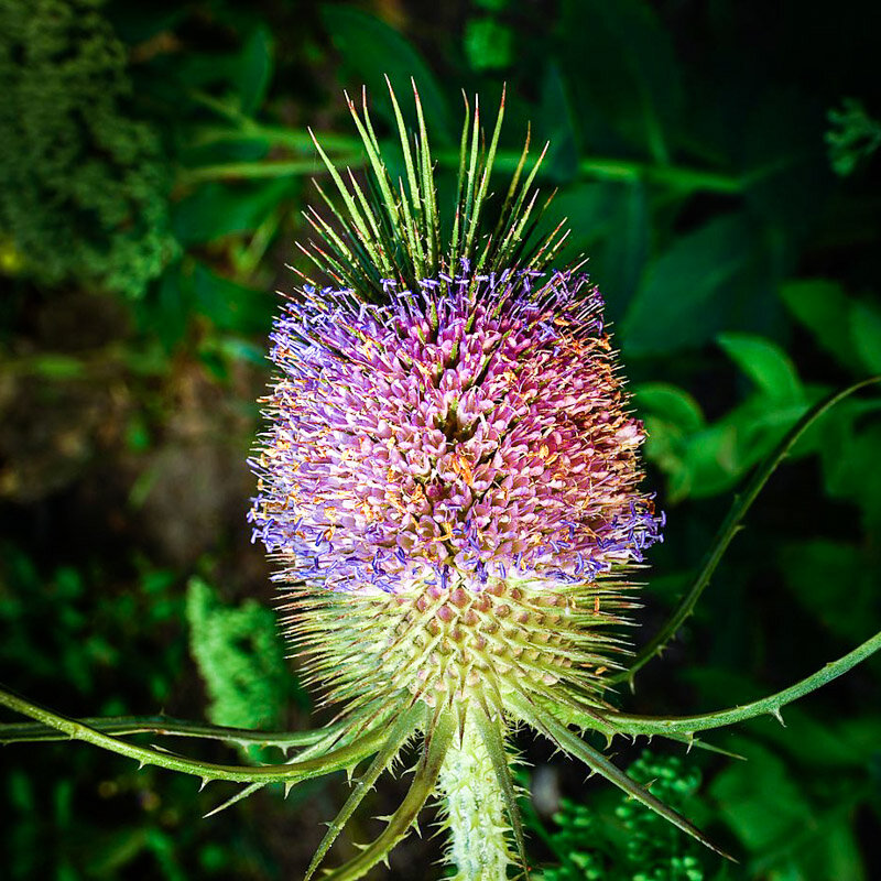 Cardère - Cardère Cultivée