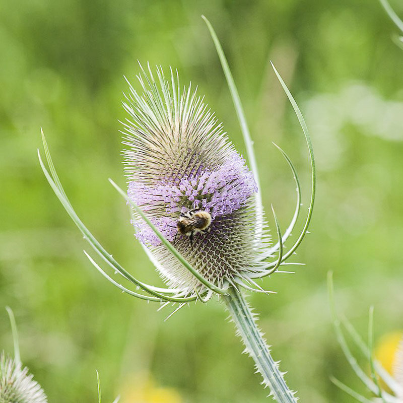 Cardère - Cardère Cultivée