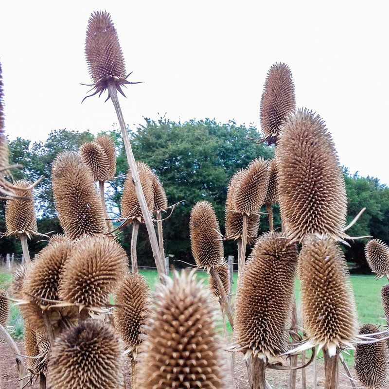 Cardère - Cardère Cultivée