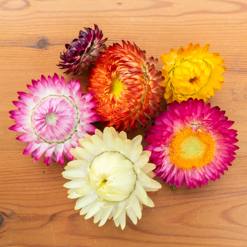 Immortelles - Flore Pleno Bikini