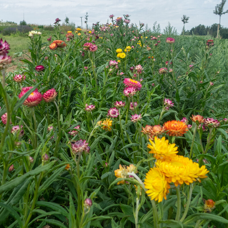 Immortelles - Flore Pleno Bikini