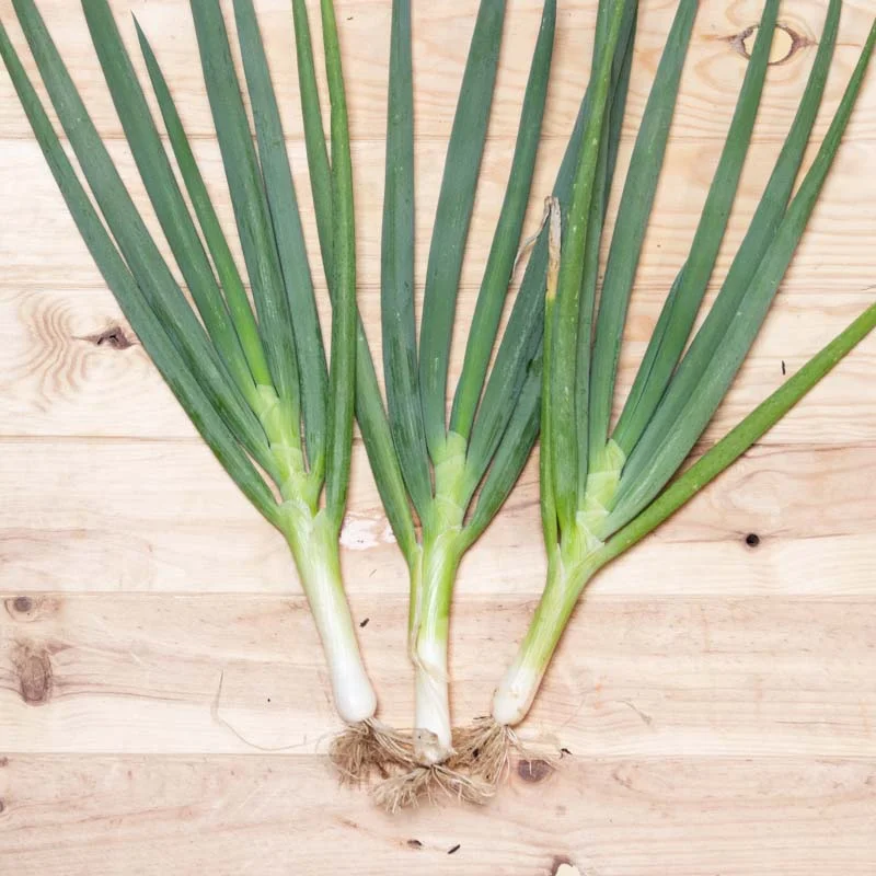 Welsh onion - Long White Tokyo