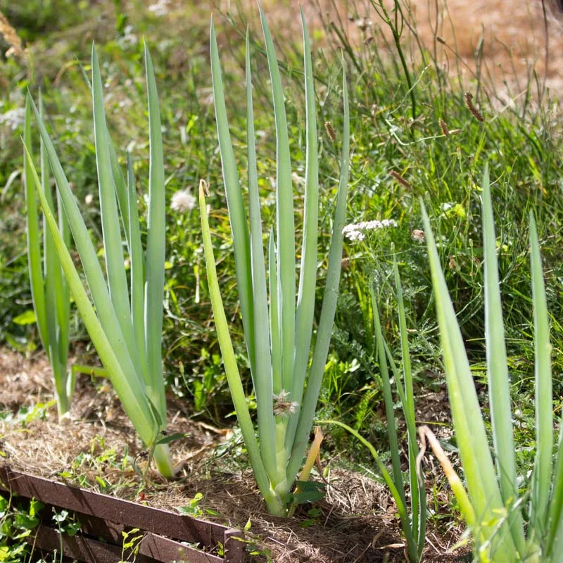 Welsh onion - Long White Tokyo