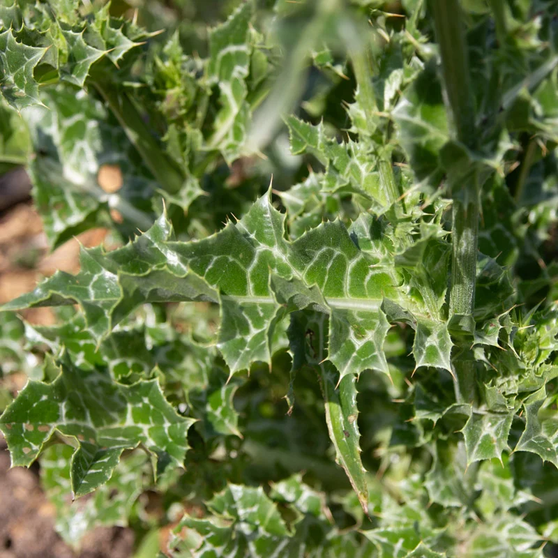 Chardon - Chardon-Marie