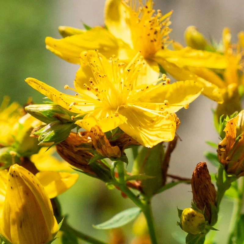 Millepertuis - Millepertuis Perforé