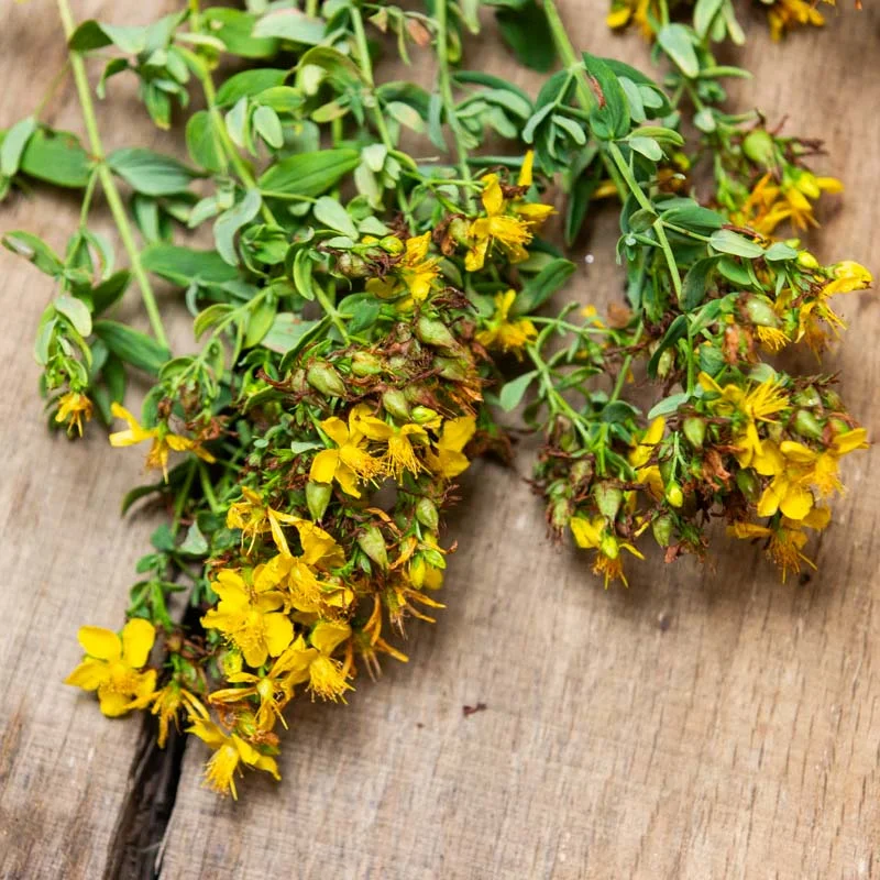 Millepertuis - Millepertuis Perforé