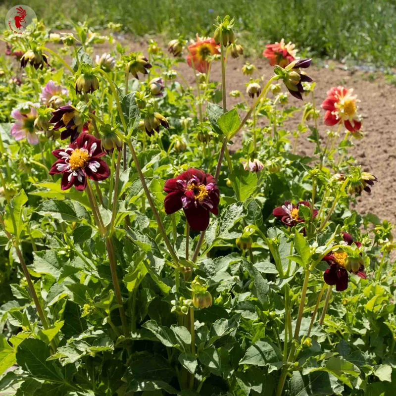 Dahlias - Harlequin Mix
