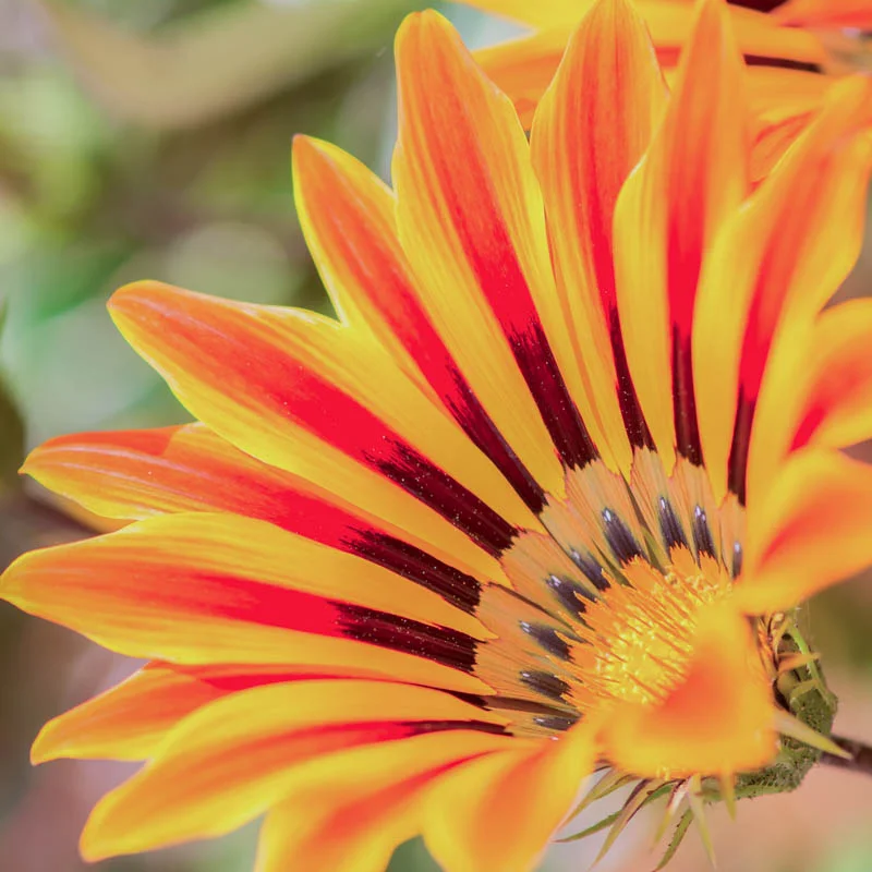 Gazania - Big Kiss Yellow