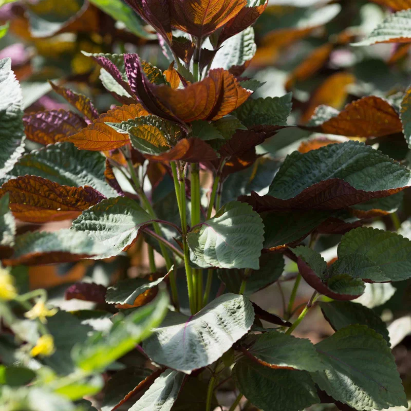 Gazania - Big Kiss Yellow