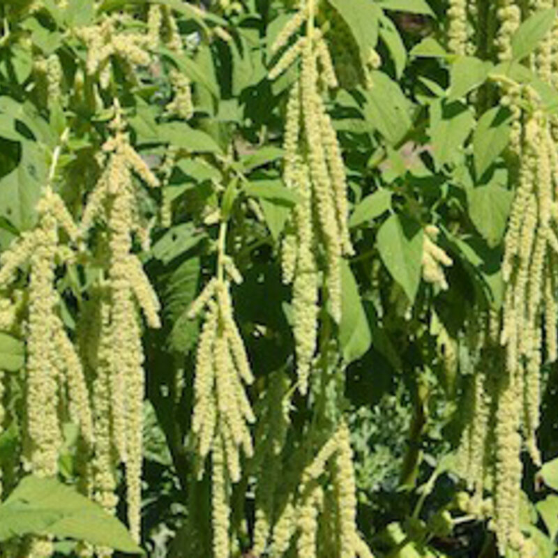 Amarantes à grains - Queue de Renard Verte