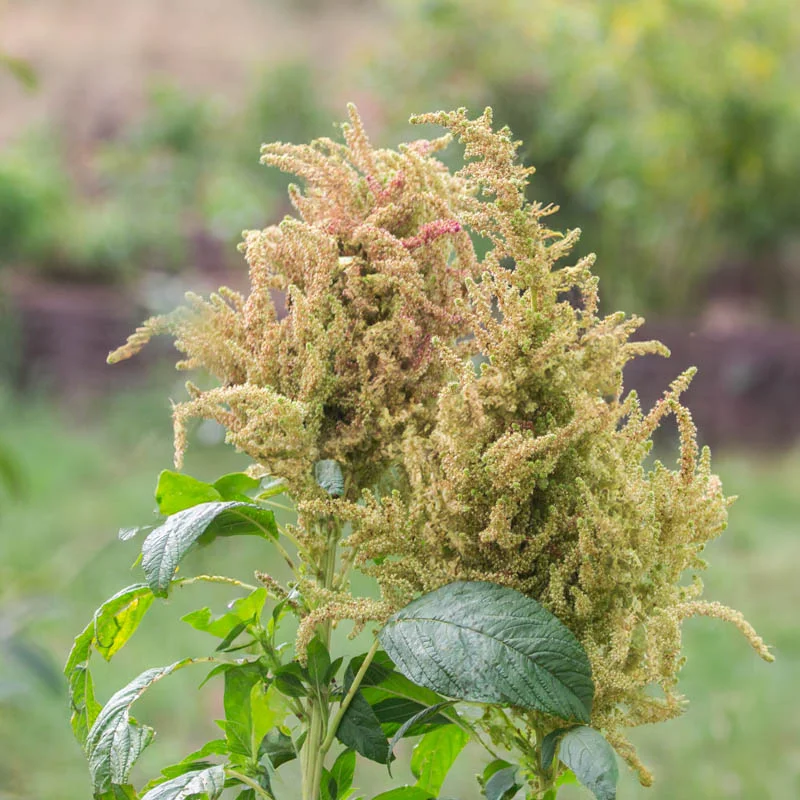 Amarante à grain - Marbled