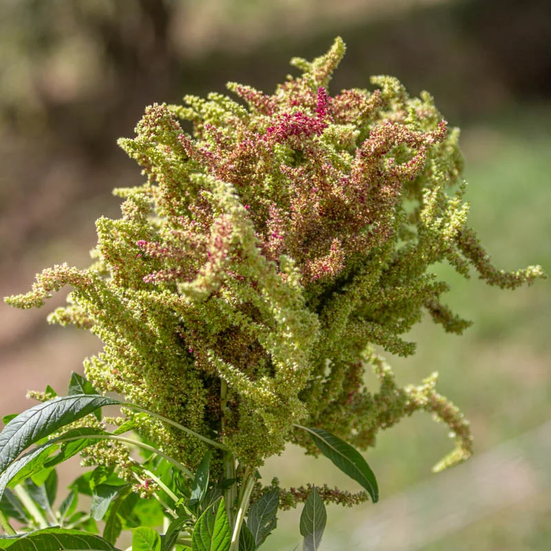 Amarante à grain - Marbled