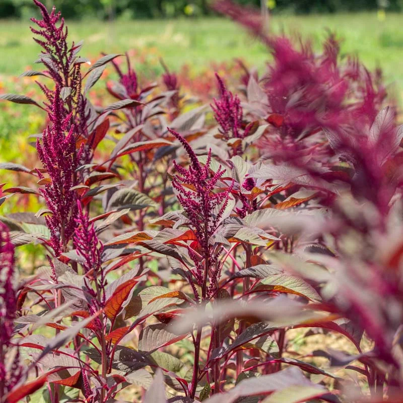 Amarante à grain - Four Star Explorer Mix