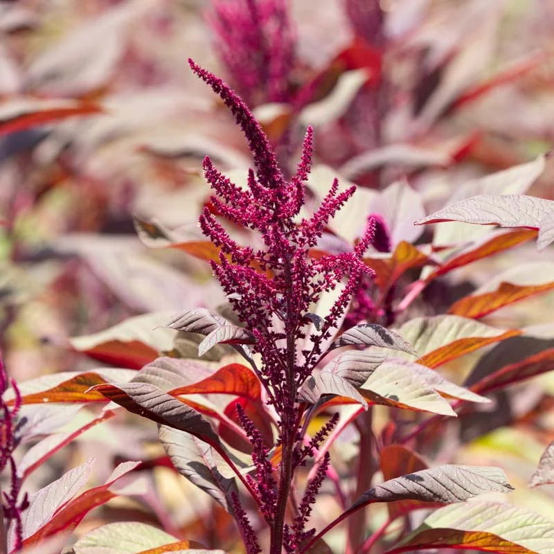 Amarante à grain - Four Star Explorer Mix