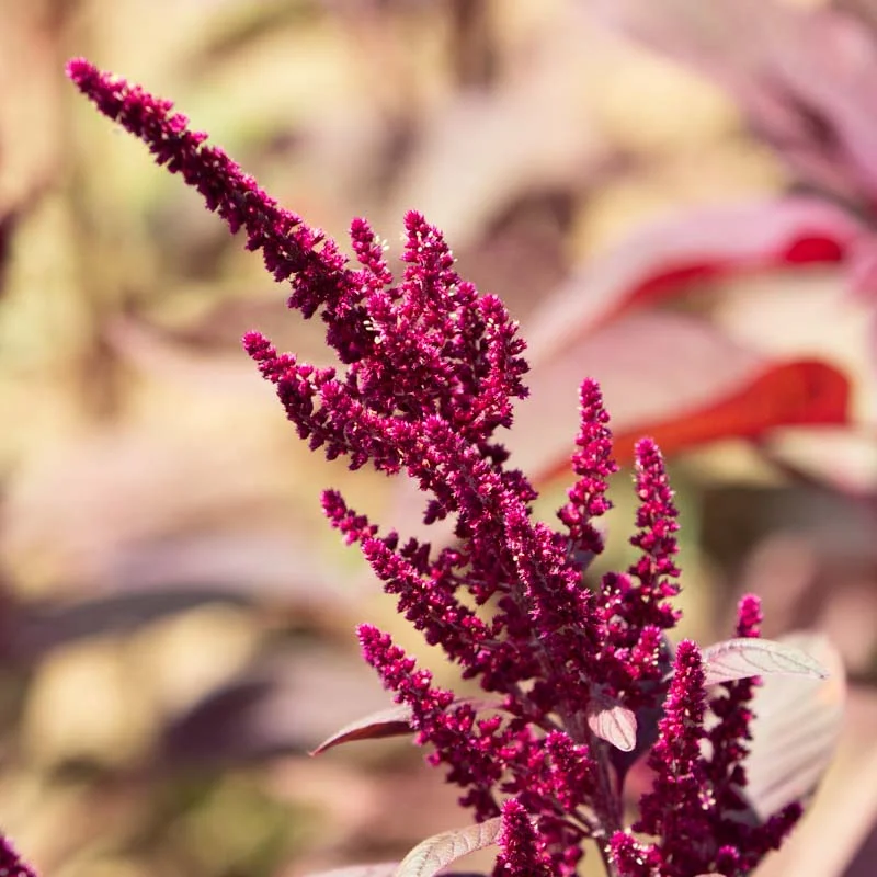 Amarante à grain - Four Star Explorer Mix