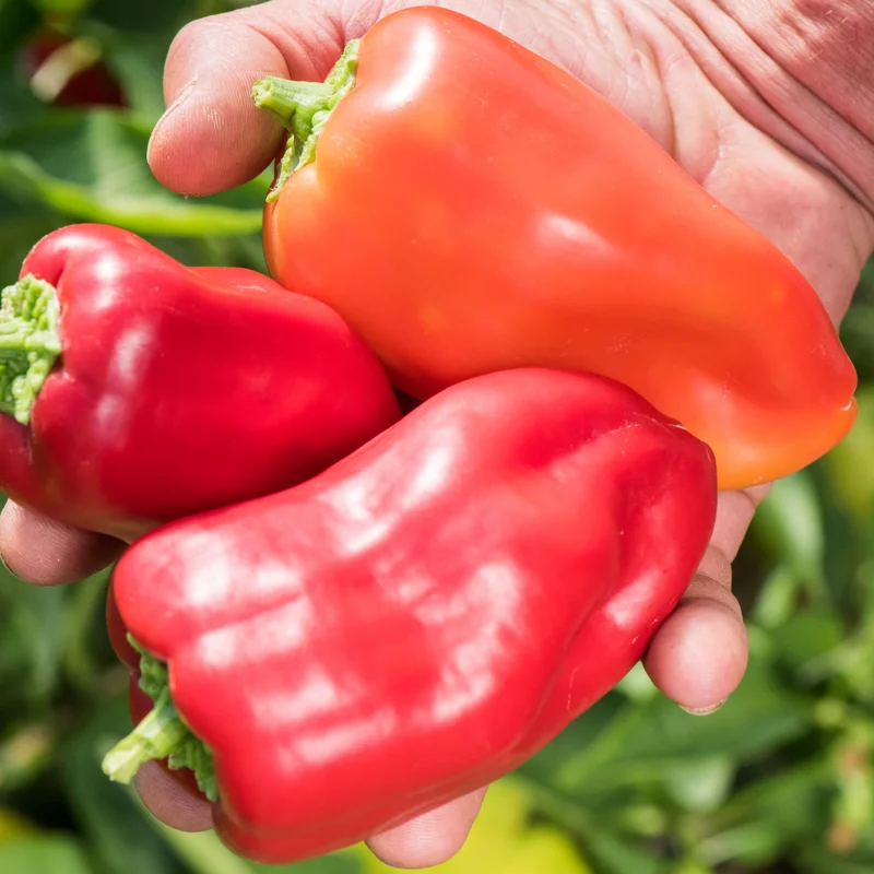 Piments/Poivrons - Little Bells