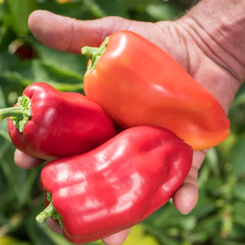 Piments/Poivrons - Little Bells