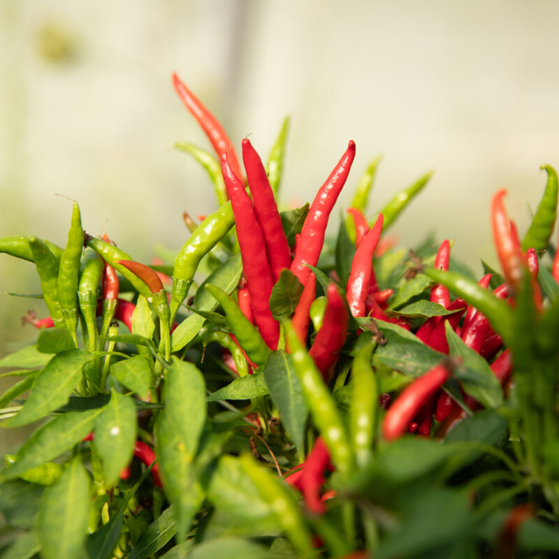 Piments/Poivrons - Takanotsume