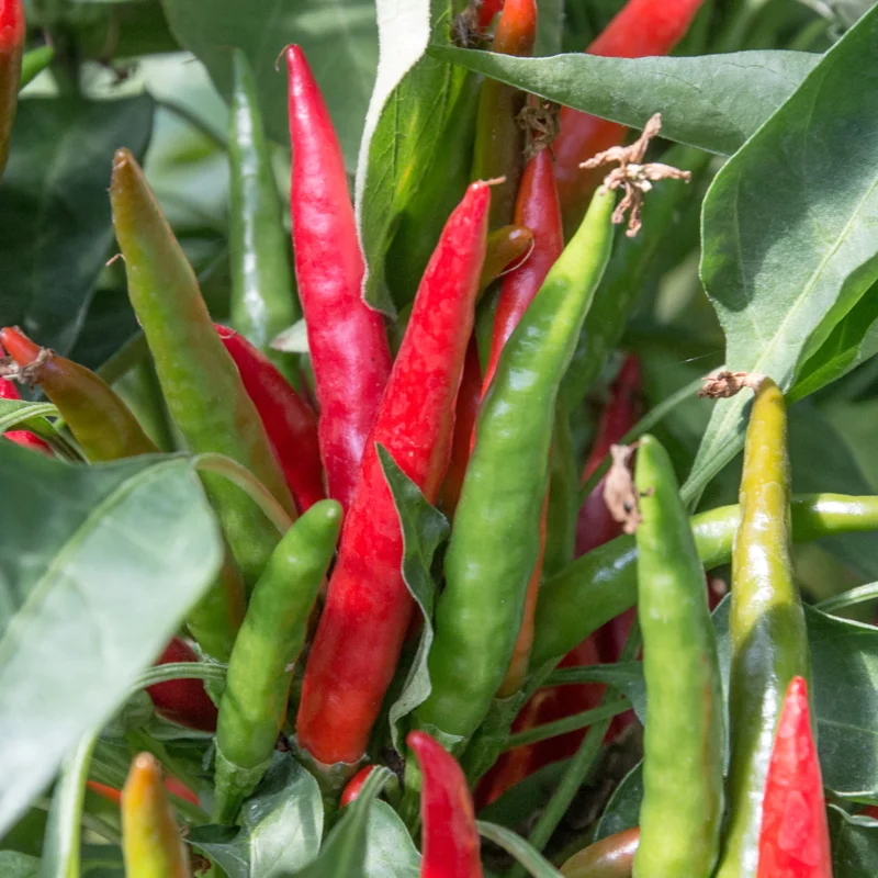 Piments/Poivrons - Takanotsume