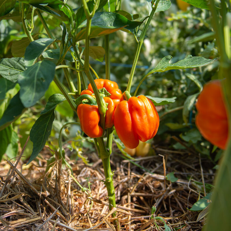 Piments/Poivrons - Kevin’s Early Orange