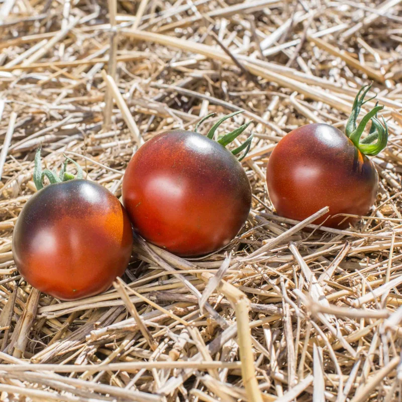 Cherry tomatoes - Blue Chocolate