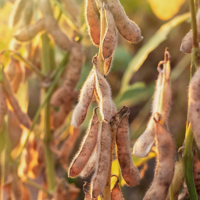 Soya beans - Brun Hatif Rouest