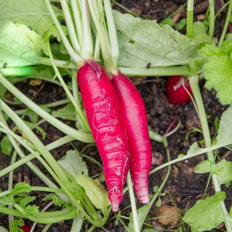 Radis - Rose de Pâques