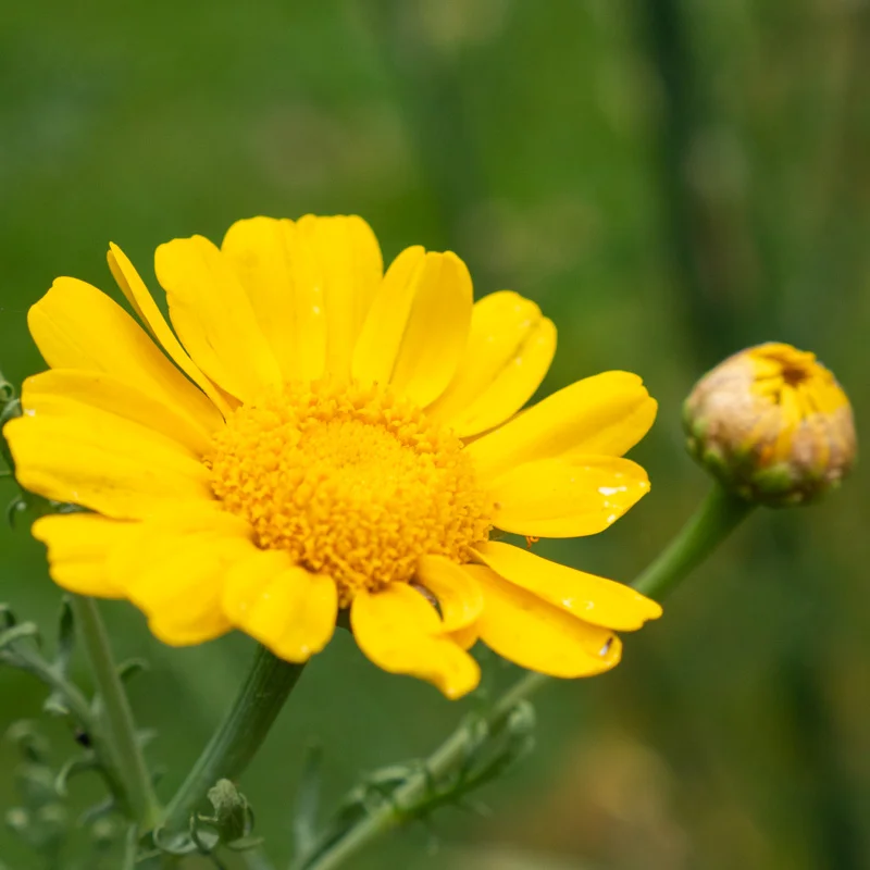Chrysanthèmes - Double Garland