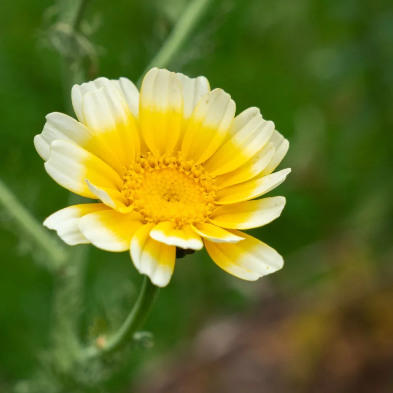 Chrysanthèmes - Double Garland