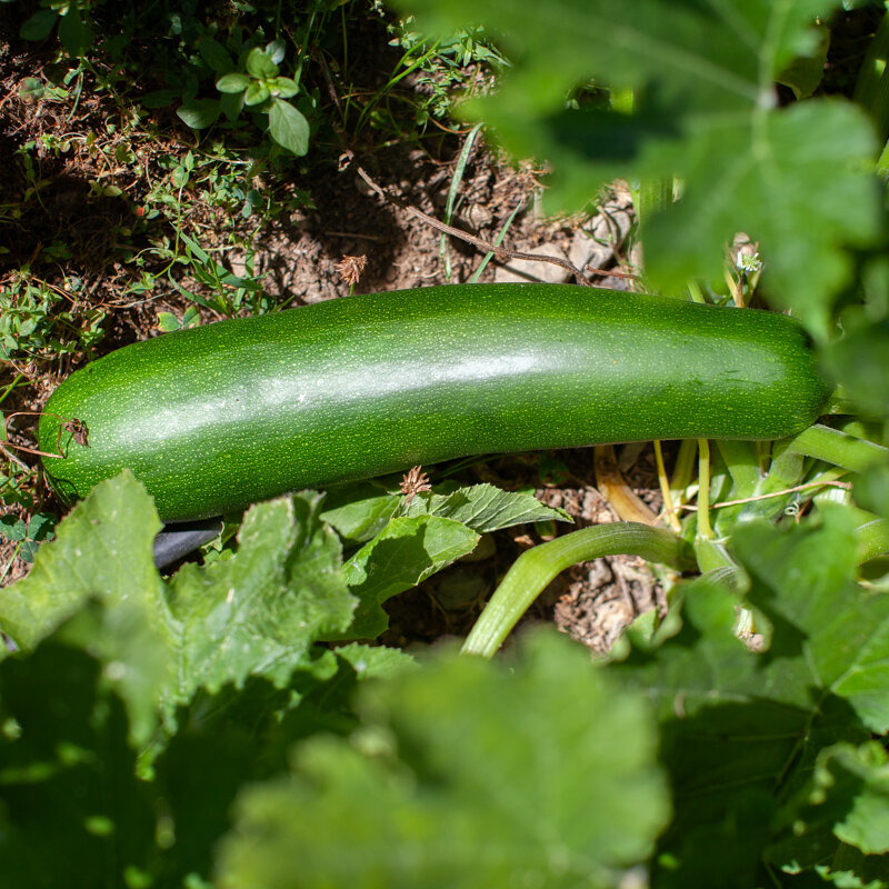 Courgettes - Dark Star