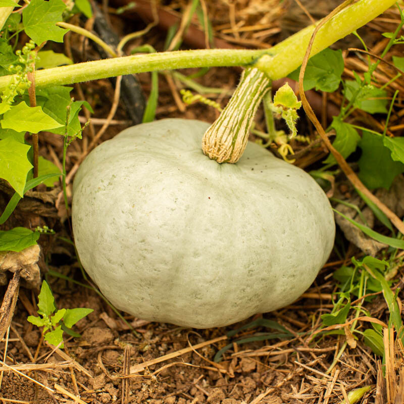 Courges maxima - Stella Blue