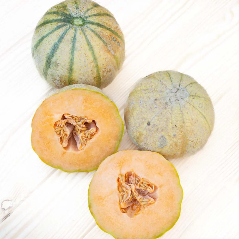 Melons - Delicious 51