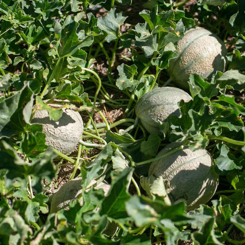 Melons - Delicious 51