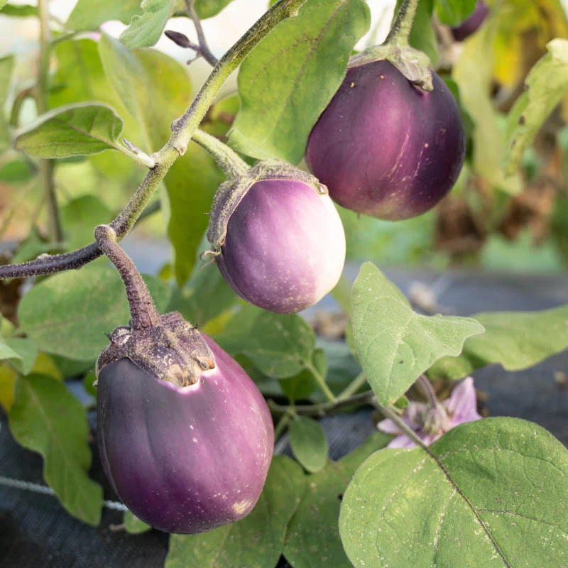 Aubergines - Dewako One Bite
