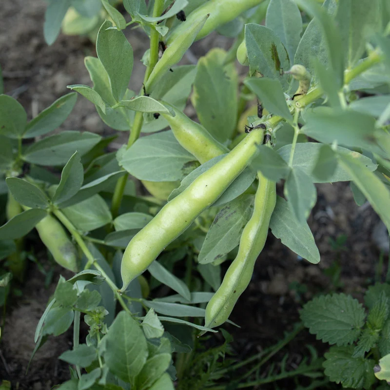 Fèves - Extra-Précoce à Graines Violettes