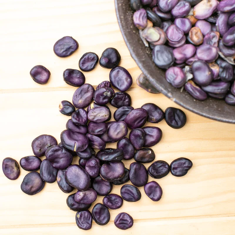 Fèves - Extra-Précoce à Graines Violettes