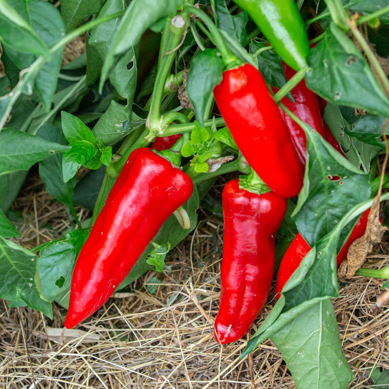 Piments/Poivrons - Stocky Red Roaster