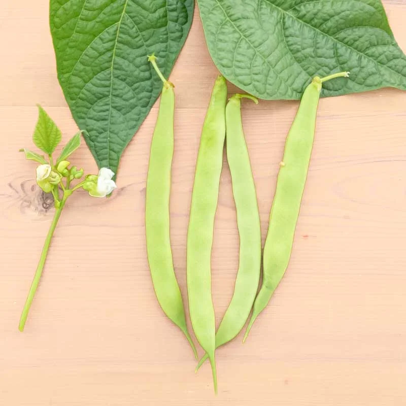 Haricots à écosser - Cannellini