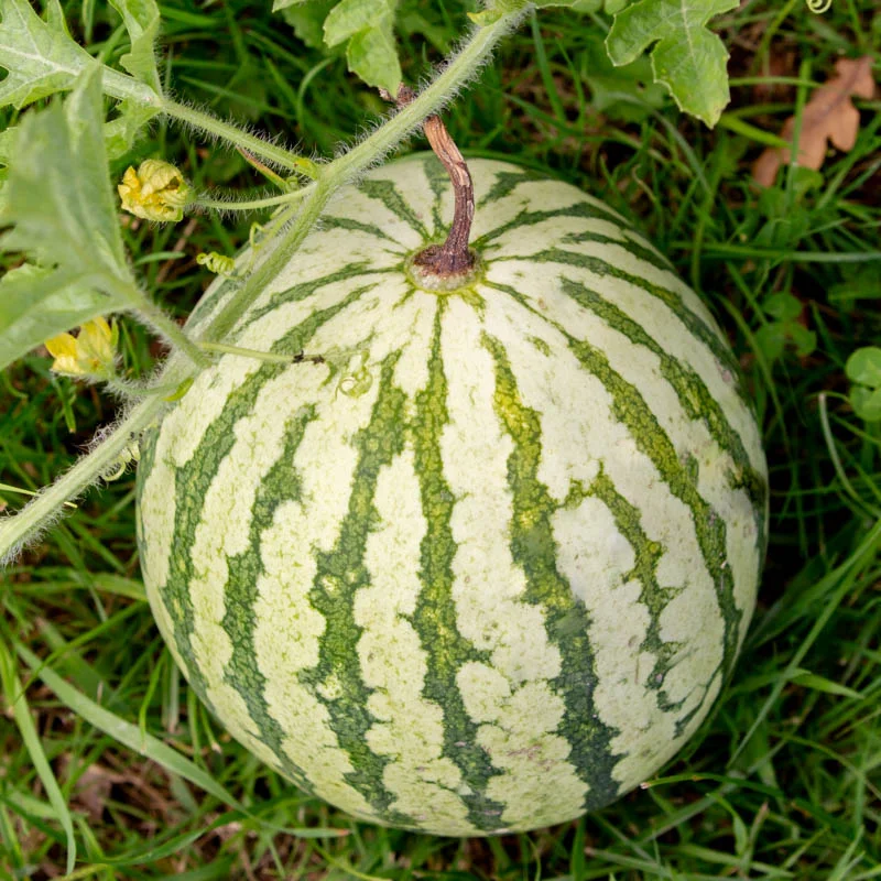 Pastèques - Di Bagnacavallo