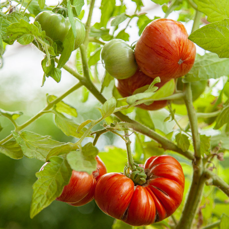 Tomates - Dwarf Cherokee Tiger Large Red