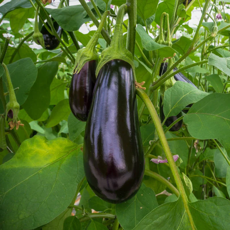 Eggplants - Meronda