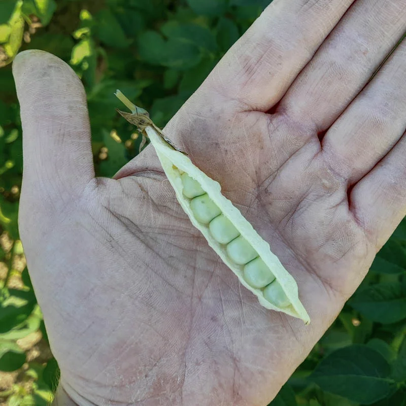 Peas - Fondant de Saint Désirat