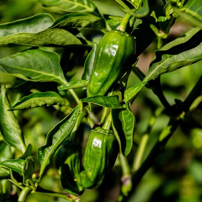 Piments/Poivrons - Padrón