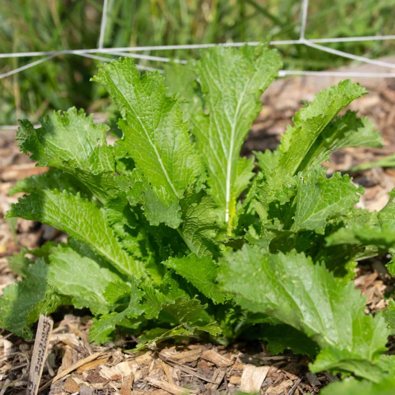 Moutarde indienne - Green In Snow